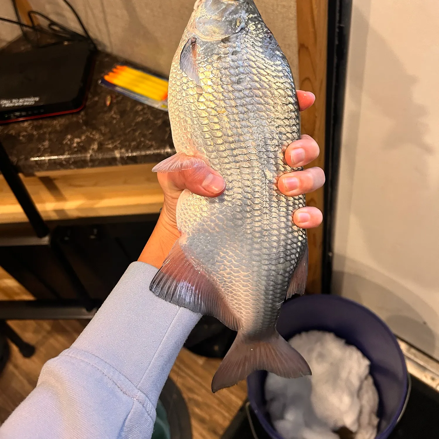 The most recent Goldeye catches on Fishbrain