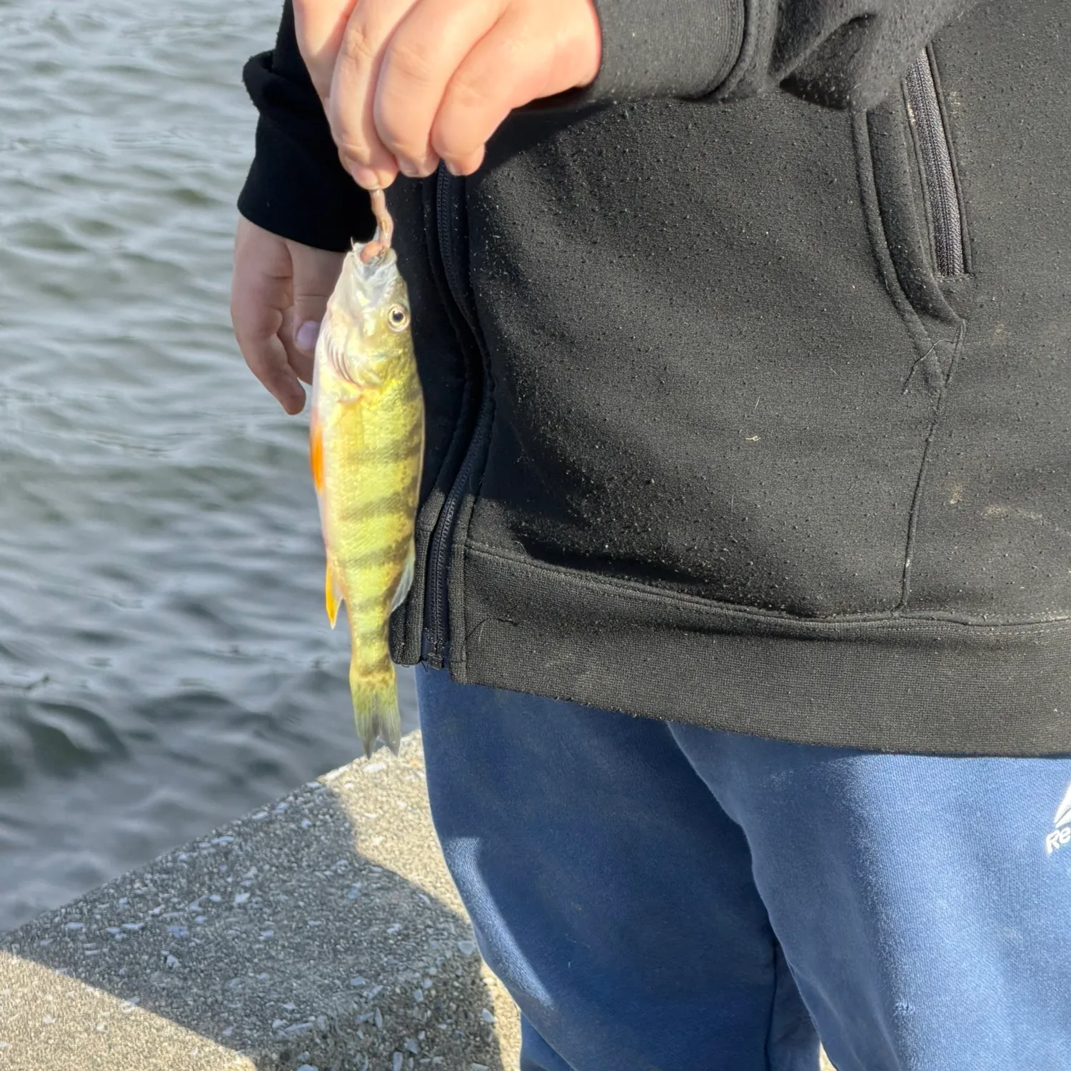 Yellow perch caught on Fishbrain