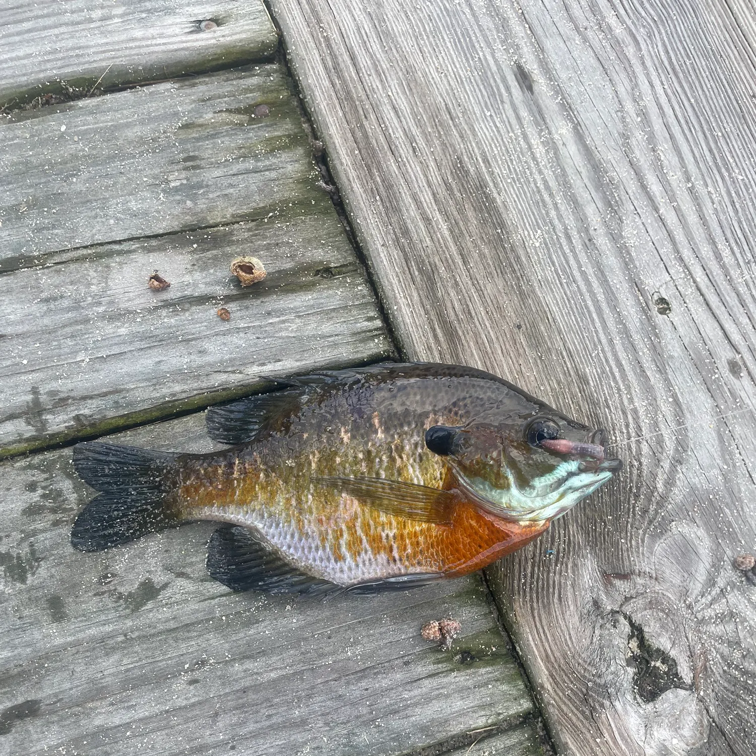 Bluegill caught on Fishbrain