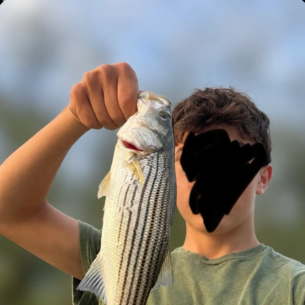 Striped bass caught on Fishbrain
