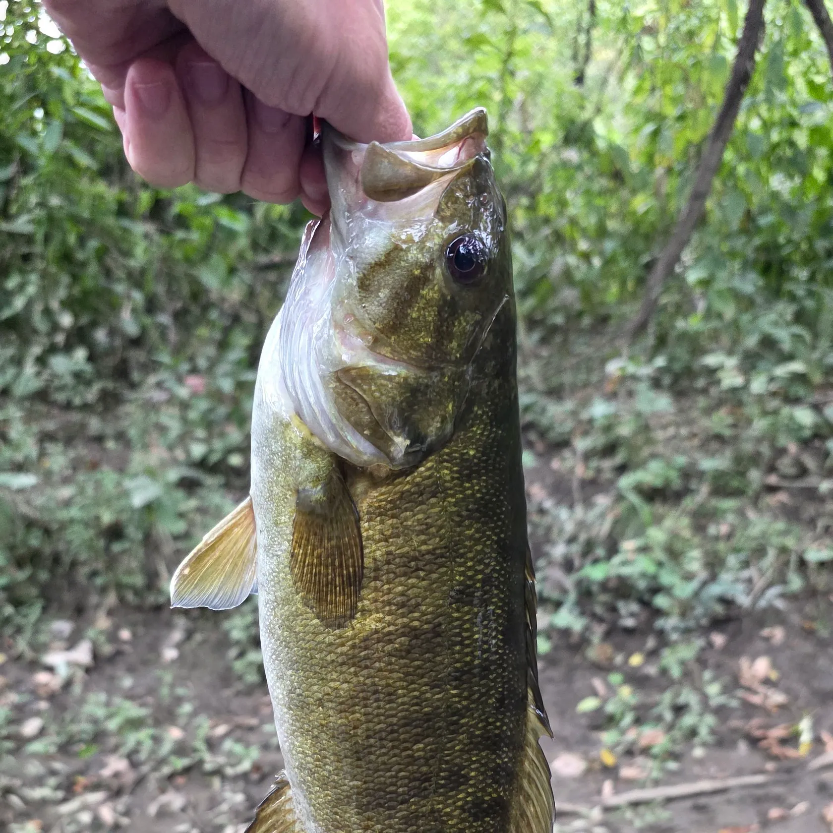 Smallmouth bass caught on Fishbrain
