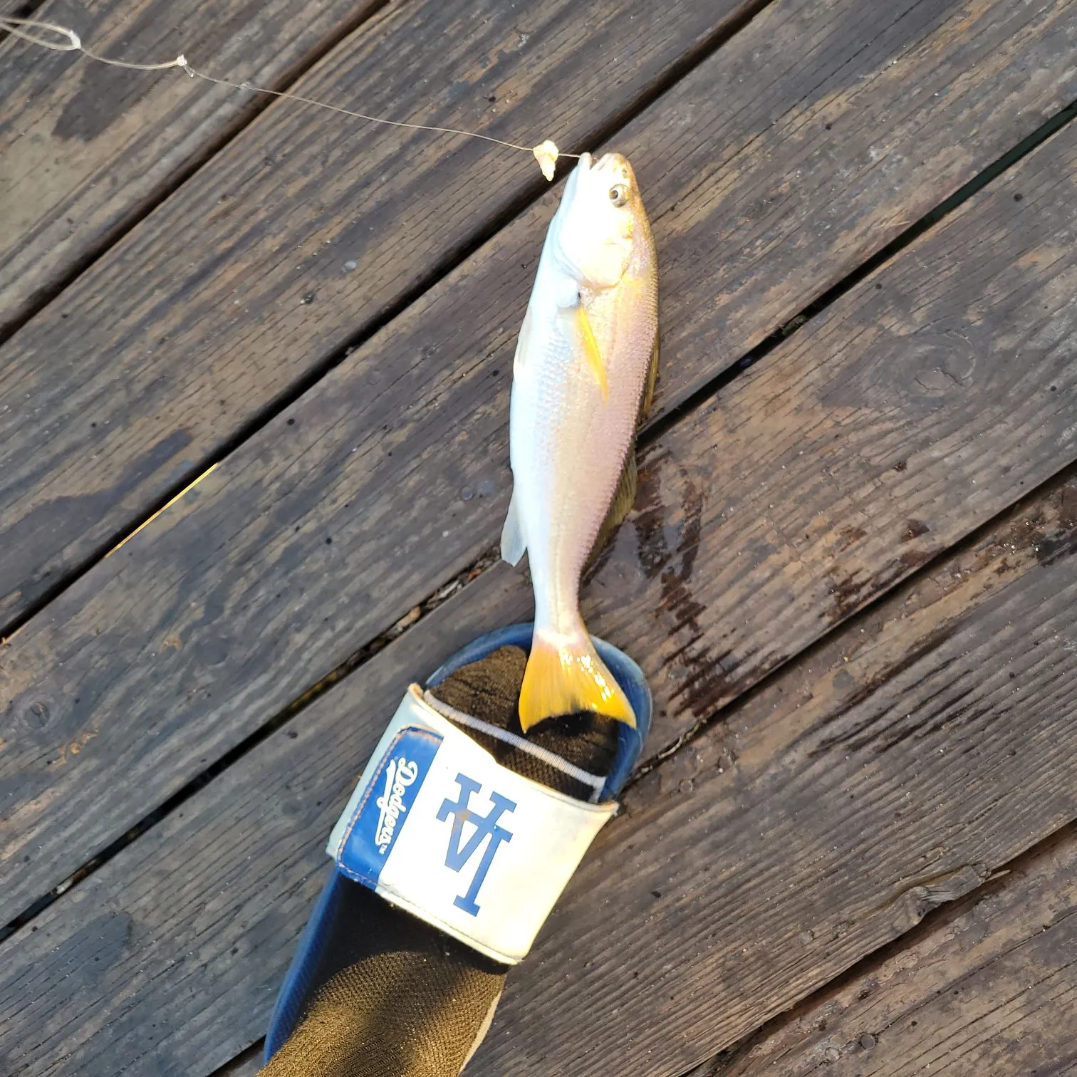 The most recent Yellowfin croaker catches on Fishbrain