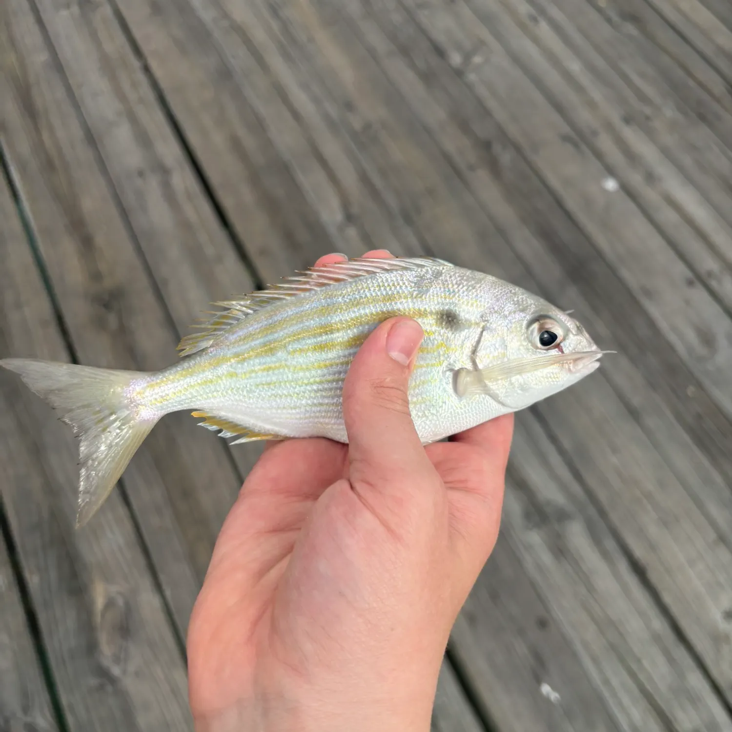 The most recent Pinfish catches on Fishbrain