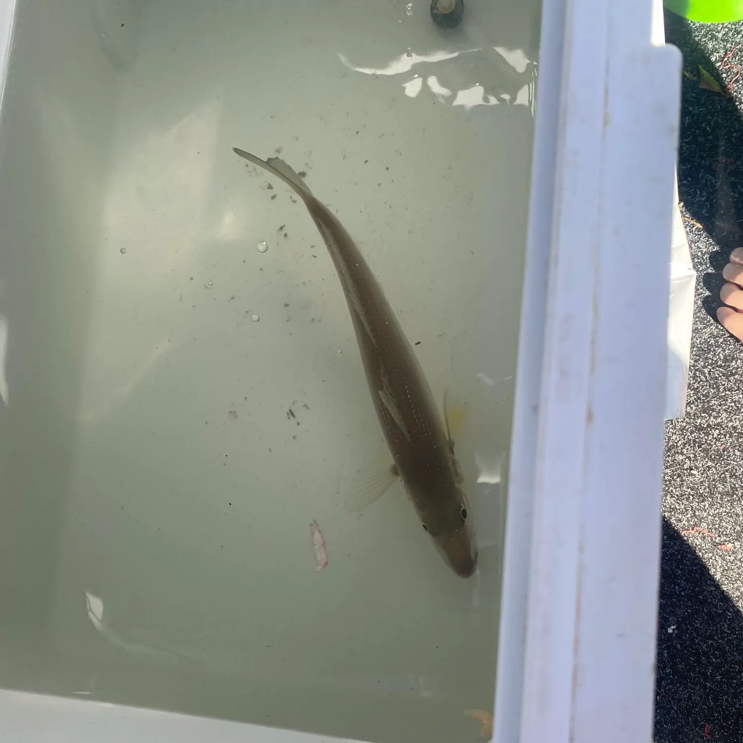 The most recent Sand sillago catches on Fishbrain