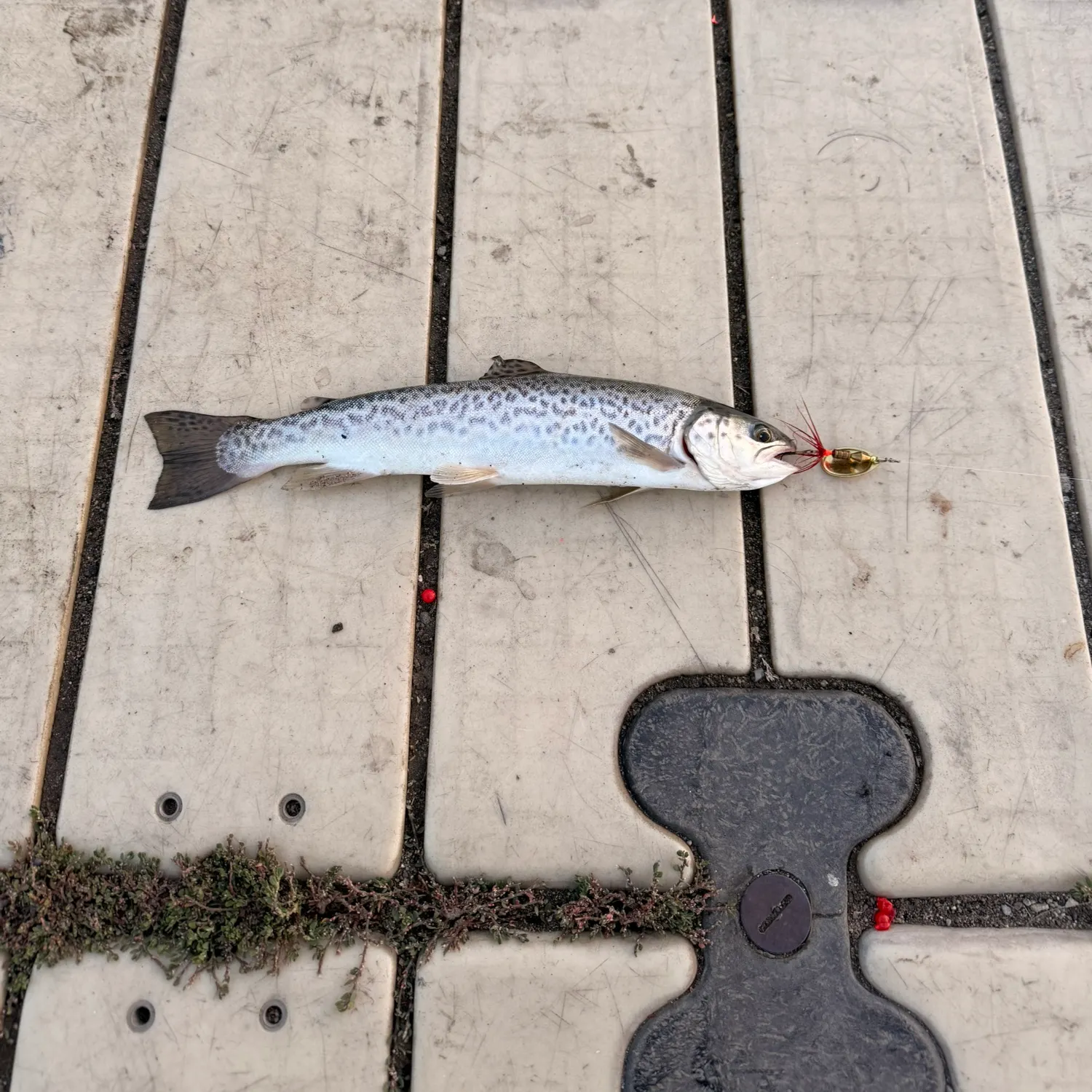 Tiger trout caught on Fishbrain