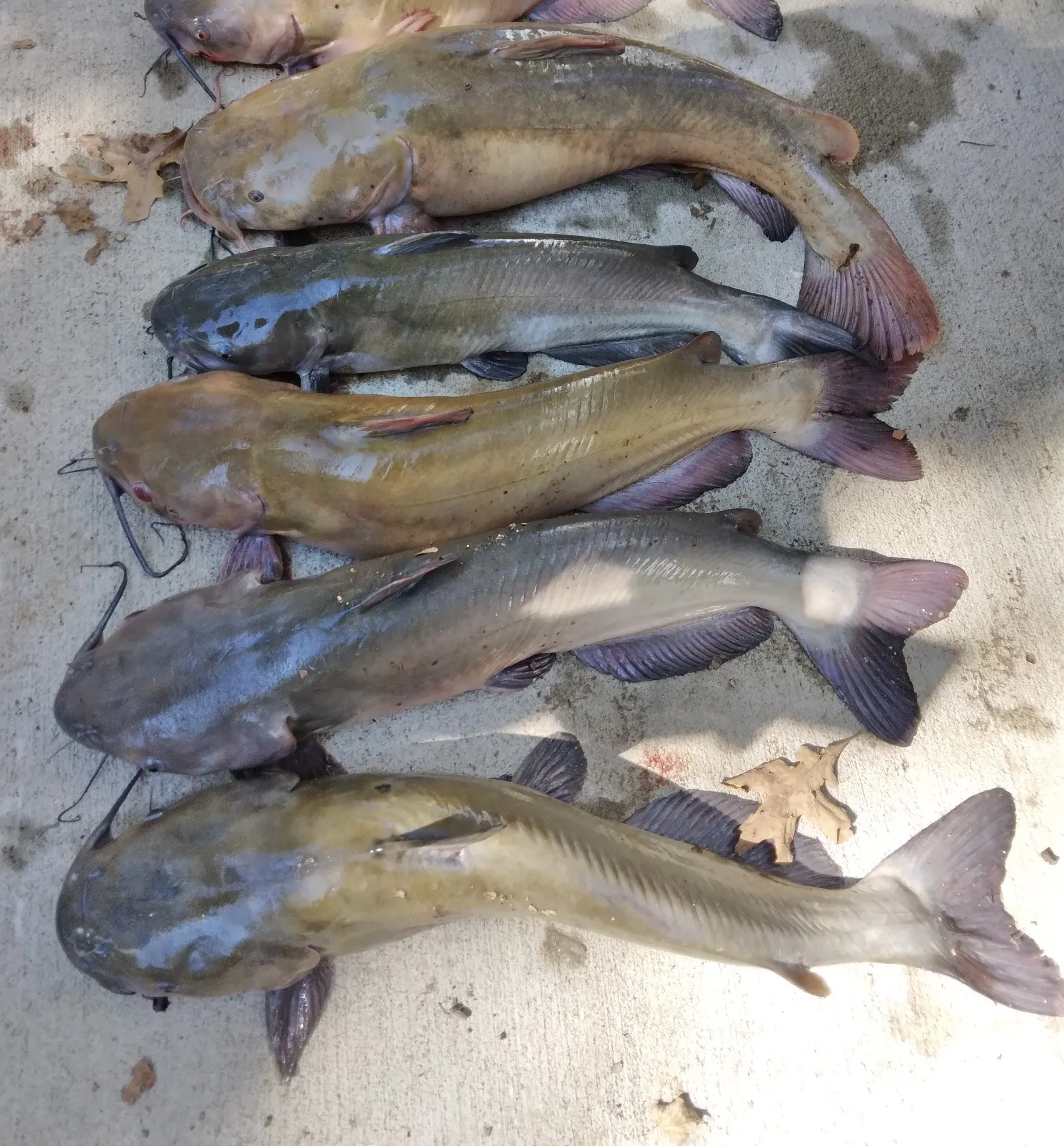 recently logged catches