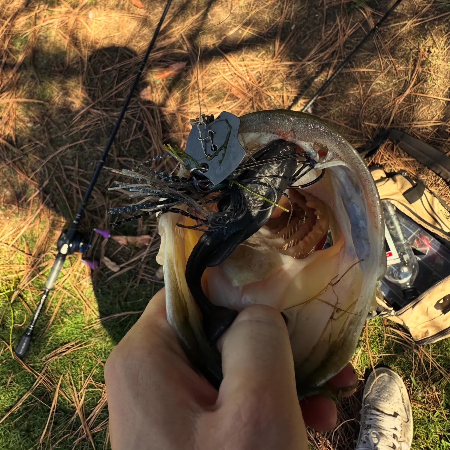 Largemouth bass caught on Fishbrain