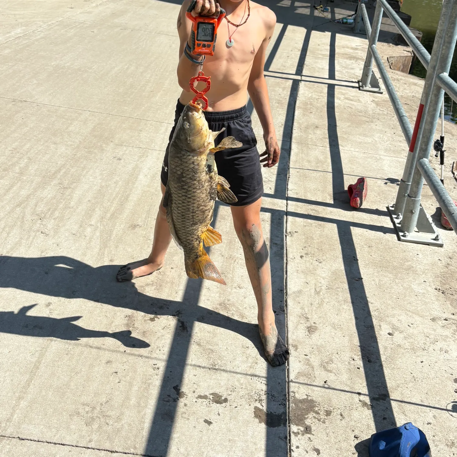 The most recent Common carp catches on Fishbrain