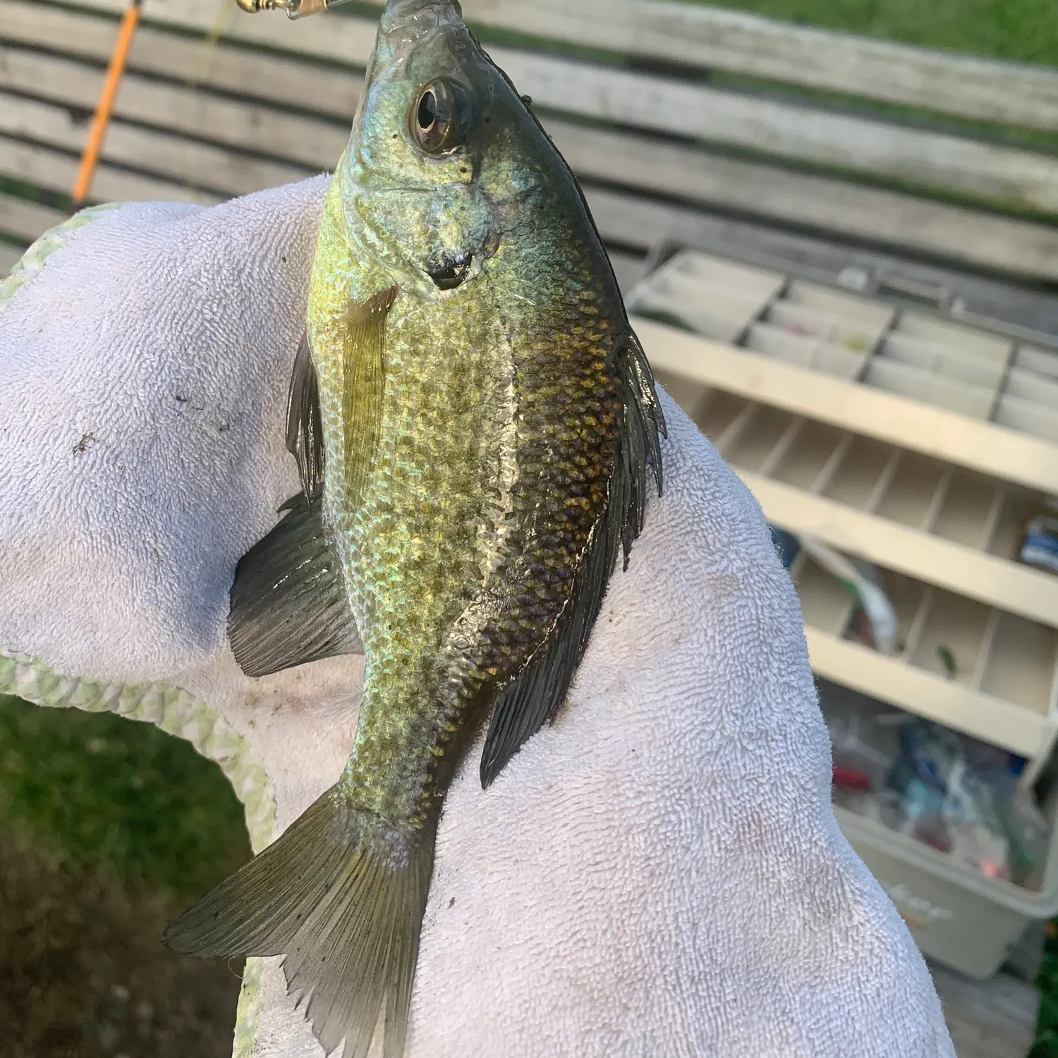 Bluegill caught on Fishbrain