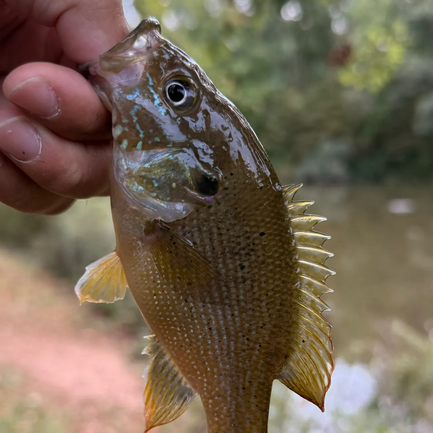 Green sunfish caught on Fishbrain