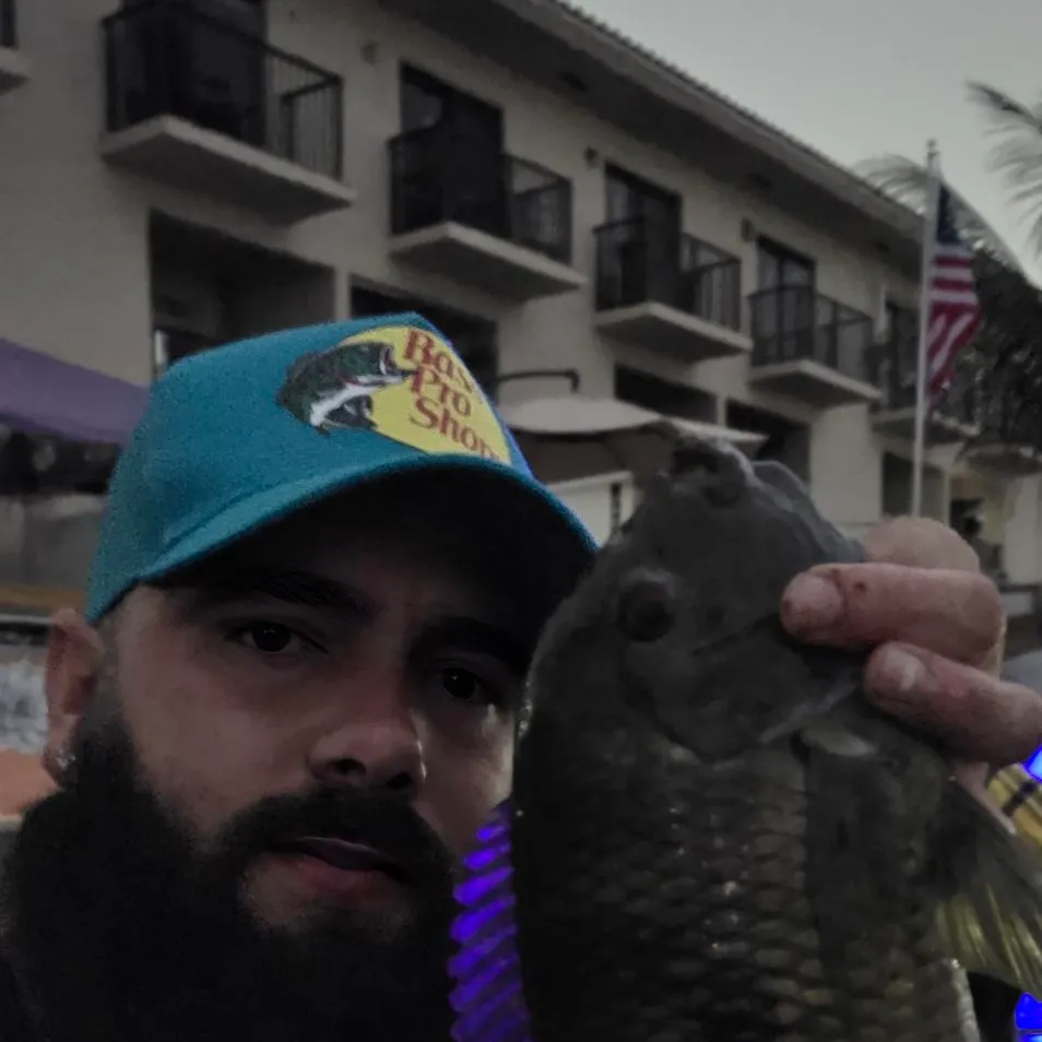 The most recent Spotted tilapia catches on Fishbrain