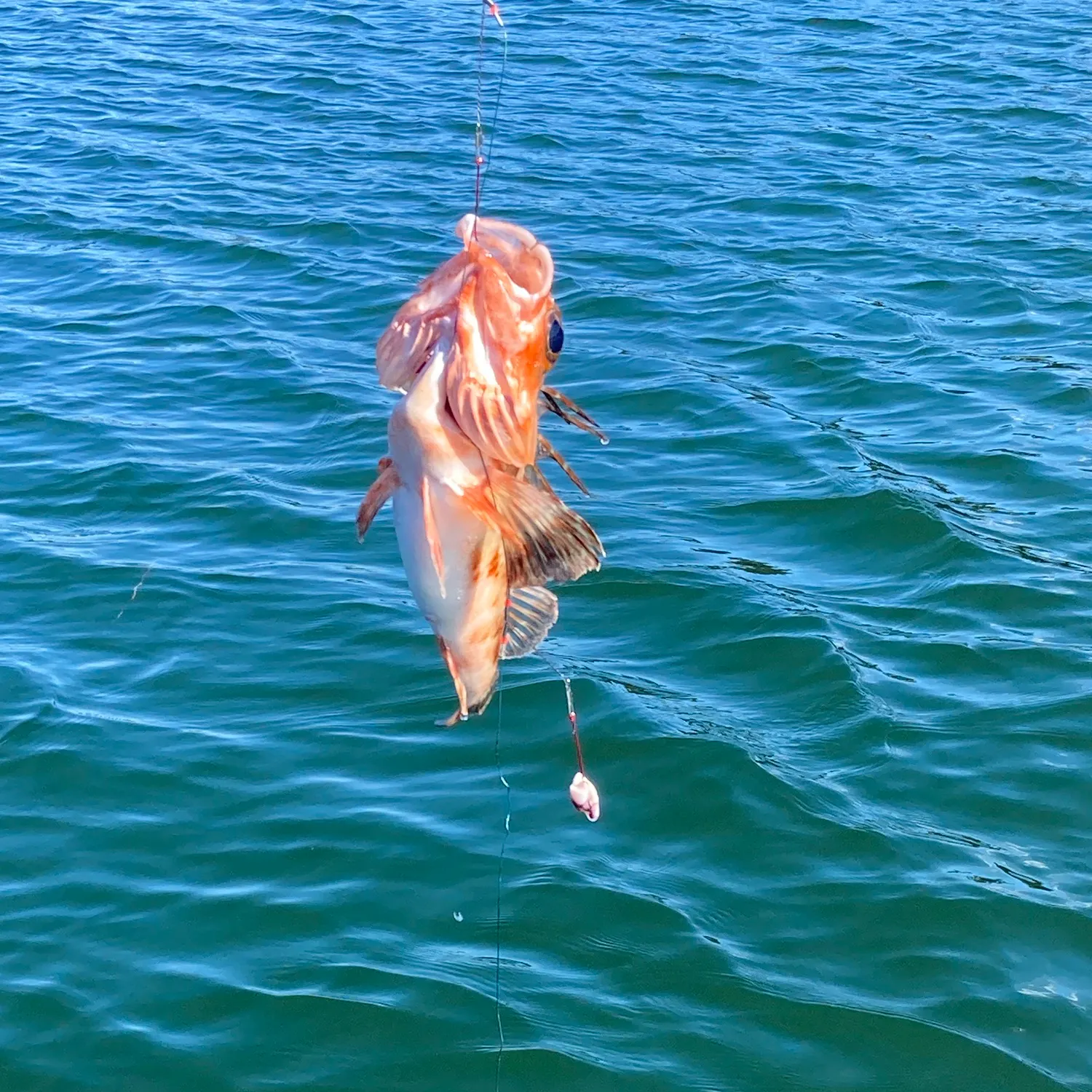 Tub gurnard caught on Fishbrain