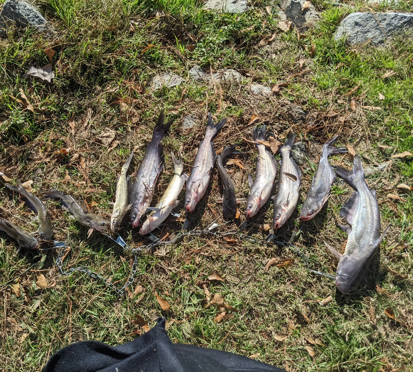 recently logged catches