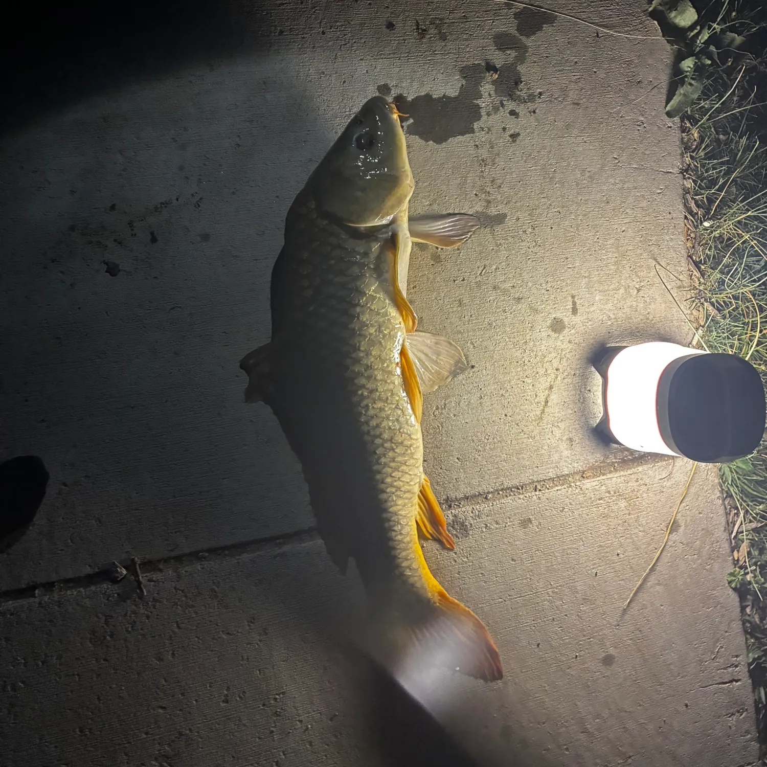 Common carp caught on Fishbrain