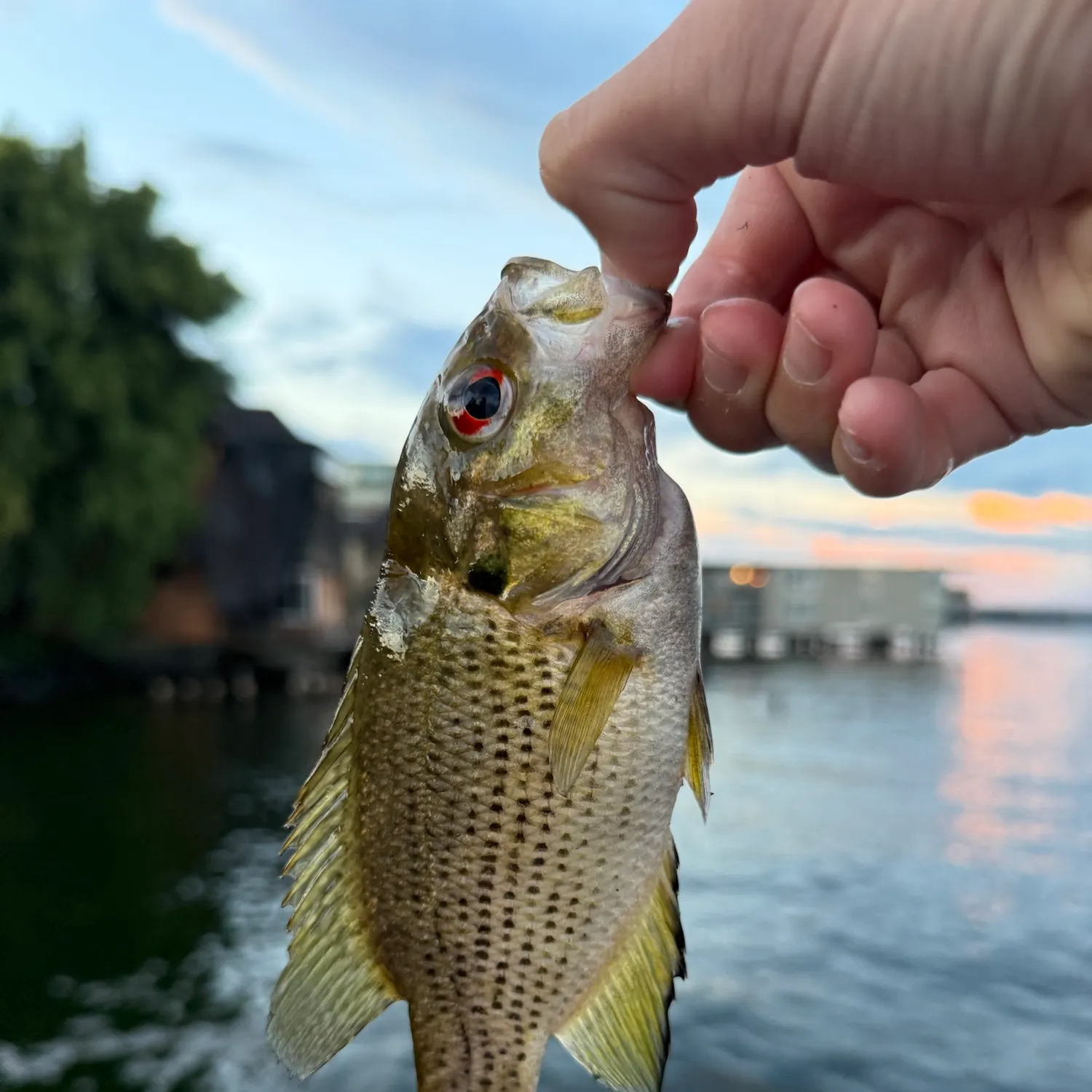 Rock bass caught on Fishbrain