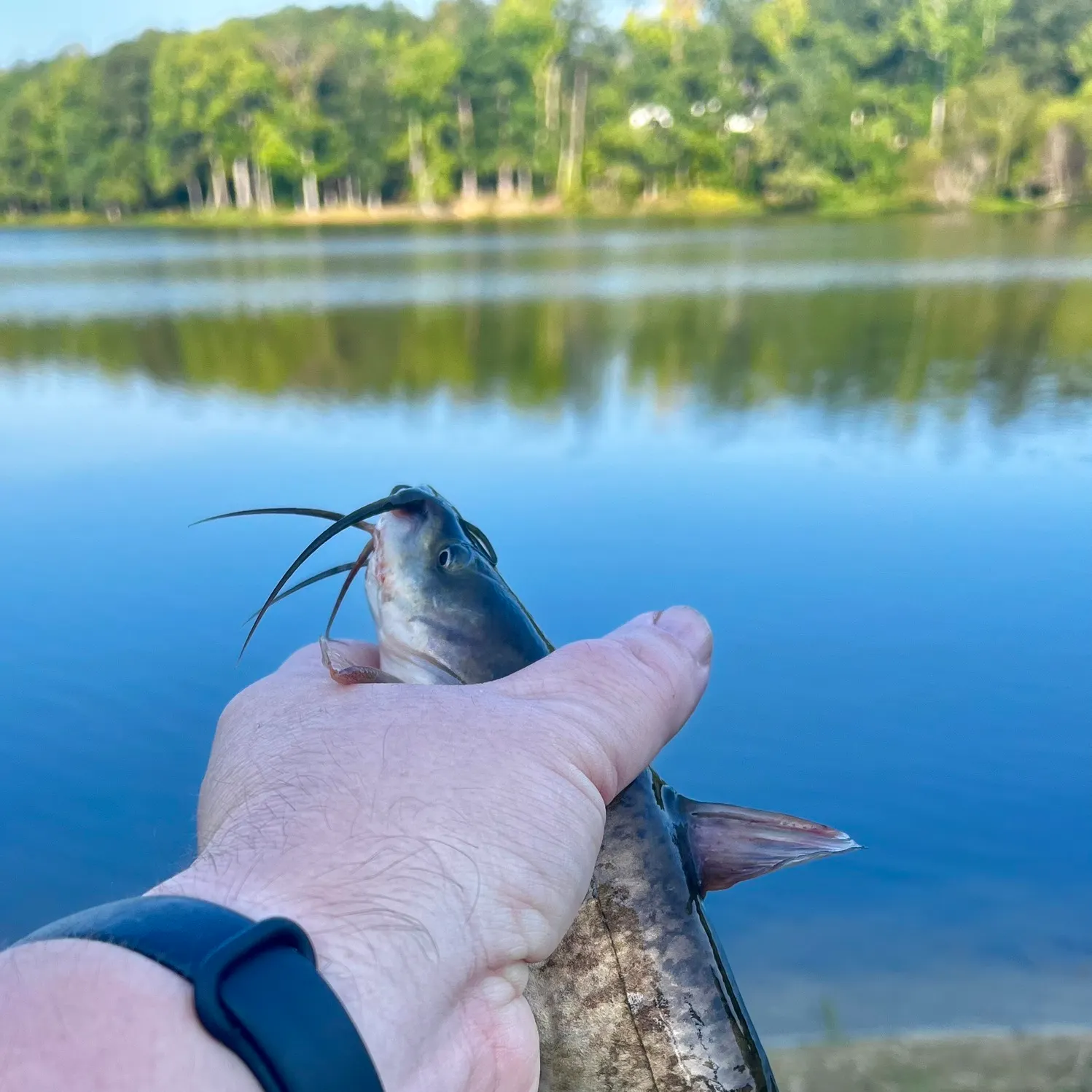 Brown bullhead caught on Fishbrain