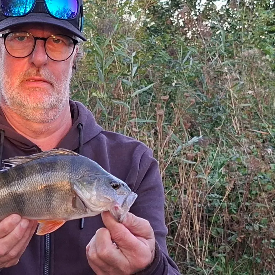 European perch caught on Fishbrain