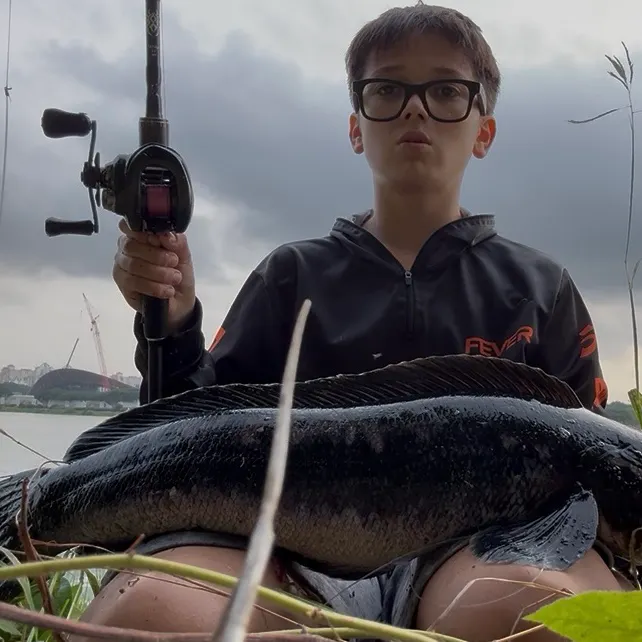 The most recent Indonesian snakehead catches on Fishbrain
