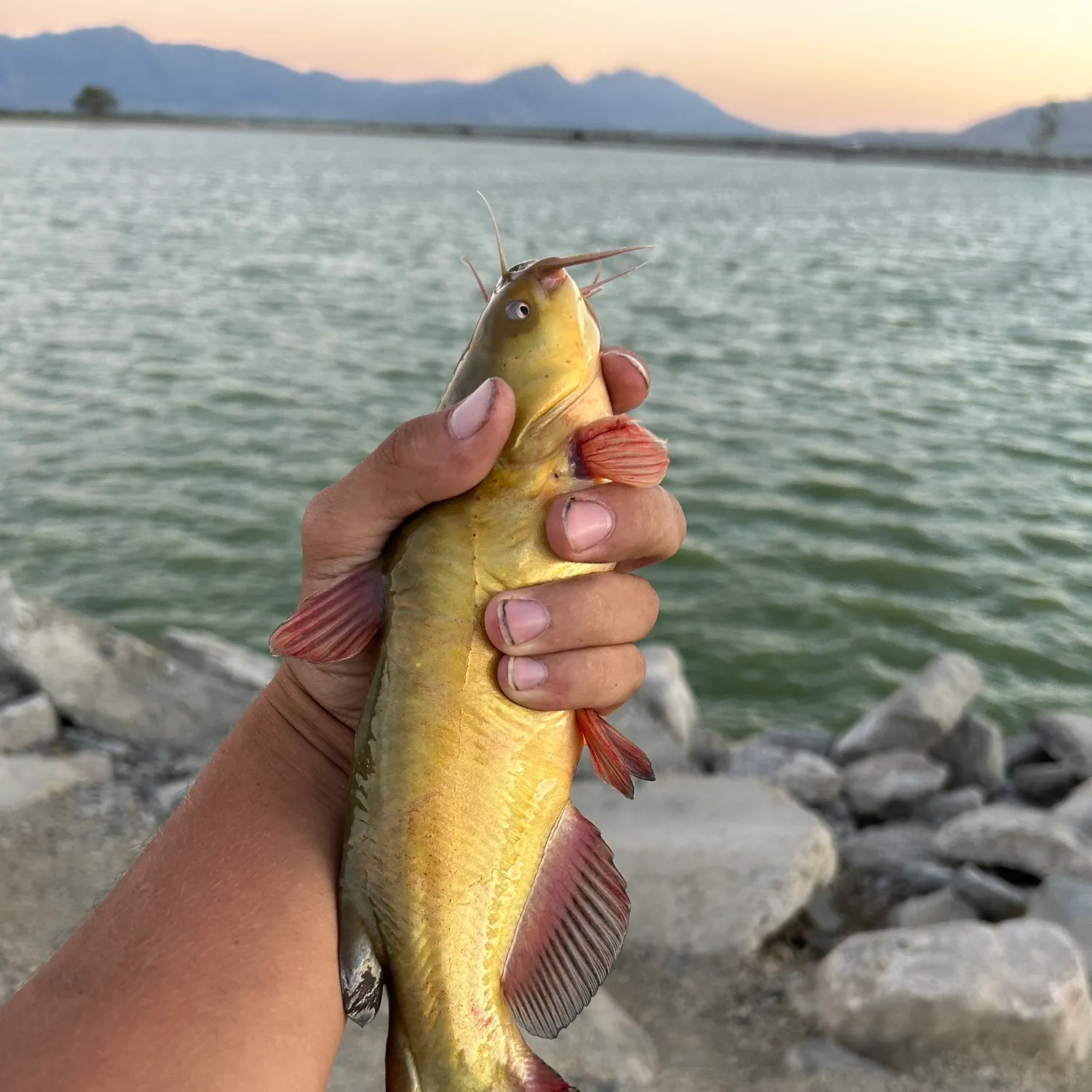 Yellow bullhead caught on Fishbrain