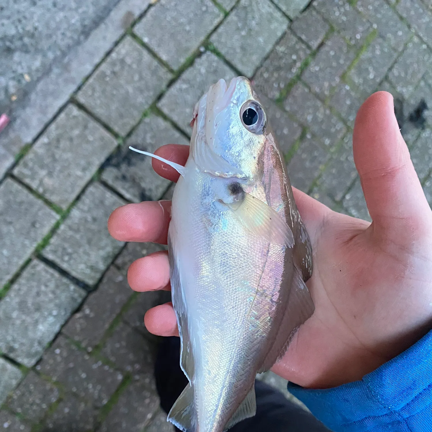 The most recent Pouting catches on Fishbrain