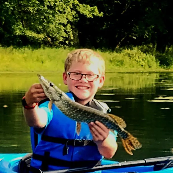 Northern pike caught on Fishbrain
