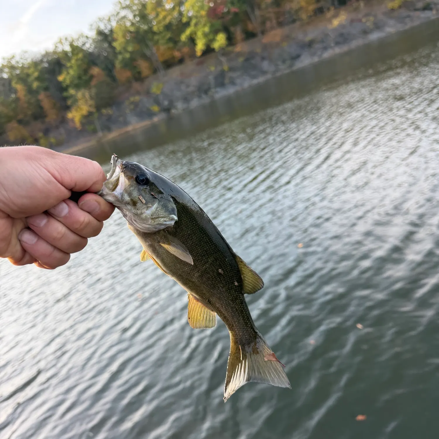 Smallmouth bass caught on Fishbrain