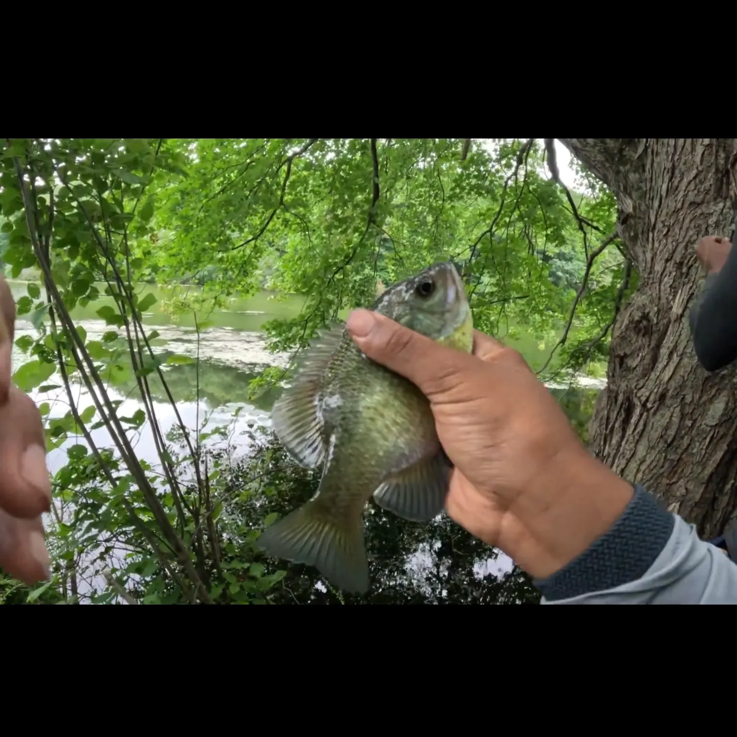 Bluegill caught on Fishbrain