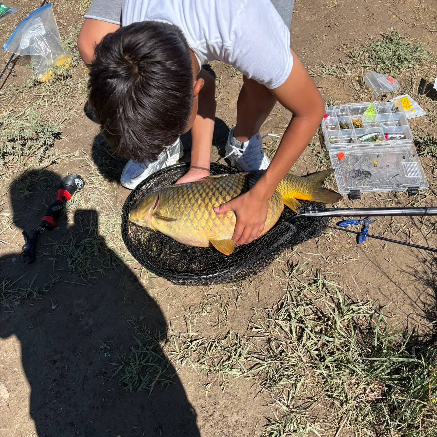 Common carp caught on Fishbrain