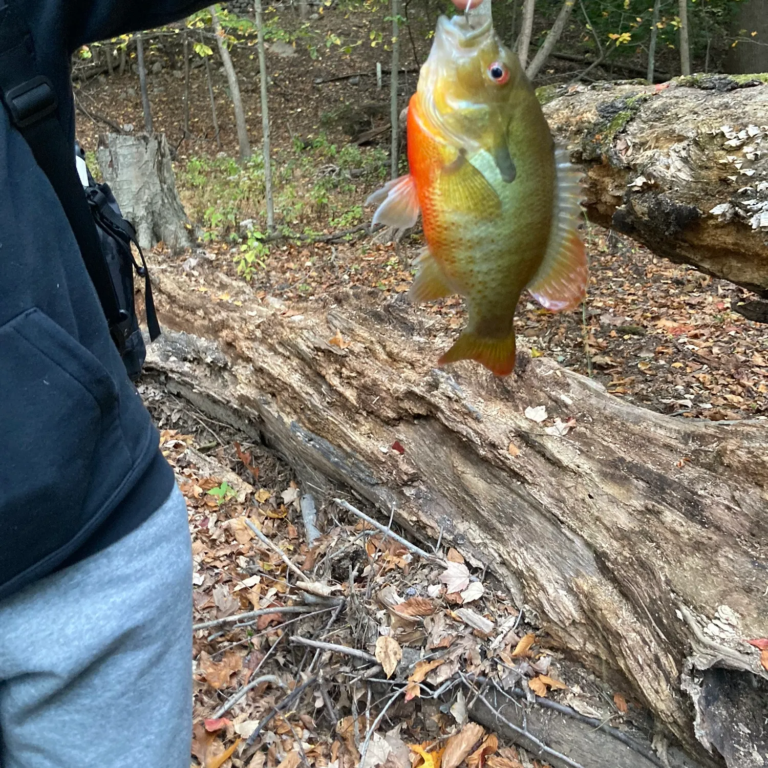 The most recent Redbreast sunfish catches on Fishbrain