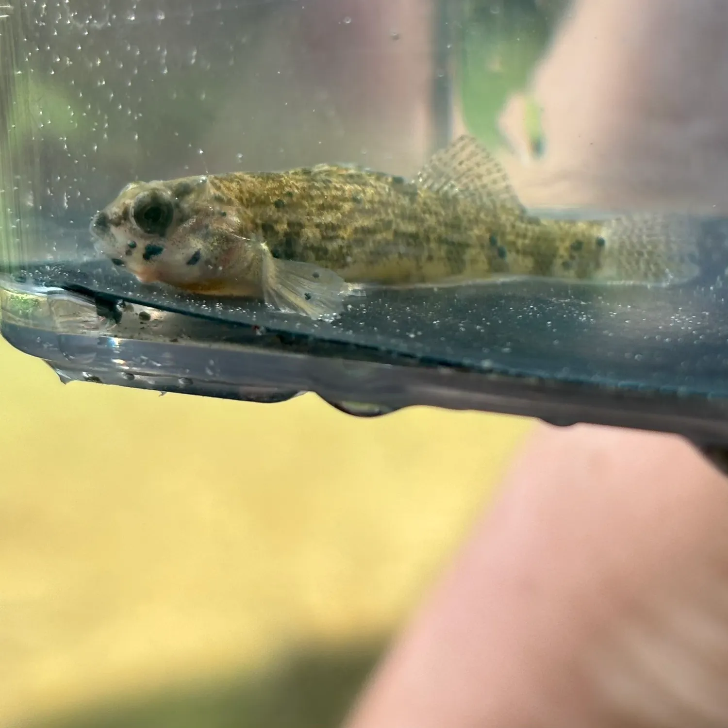 The most recent Orangethroat darter catches on Fishbrain