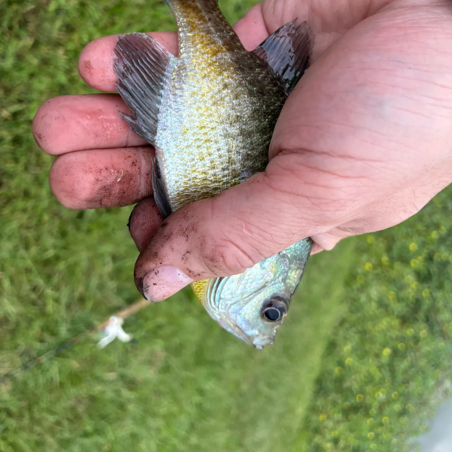 Bluegill caught on Fishbrain