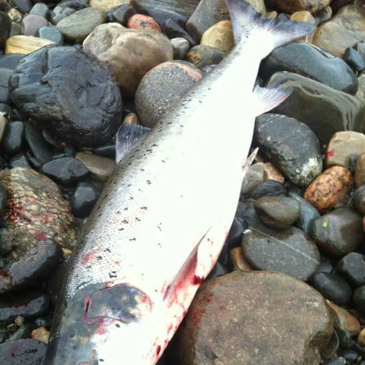 angler catch