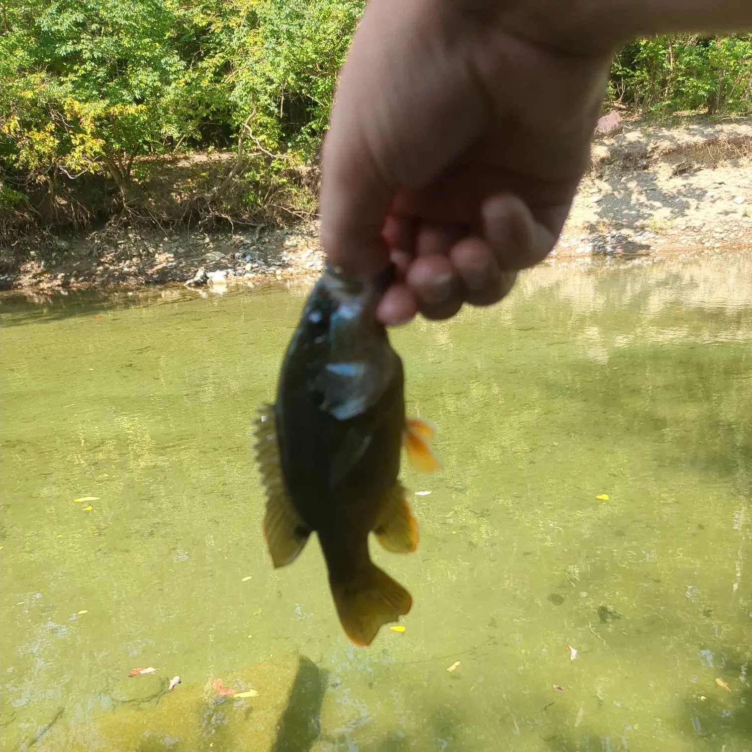 Green sunfish caught on Fishbrain
