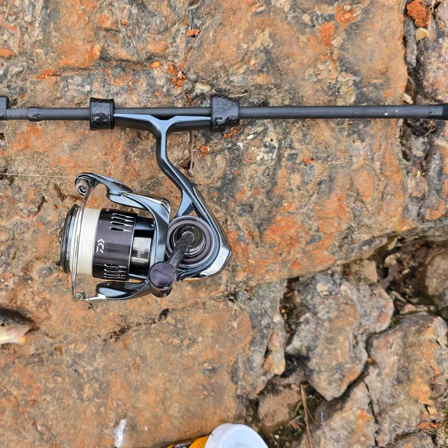 The most recent Hornyhead chub catches on Fishbrain