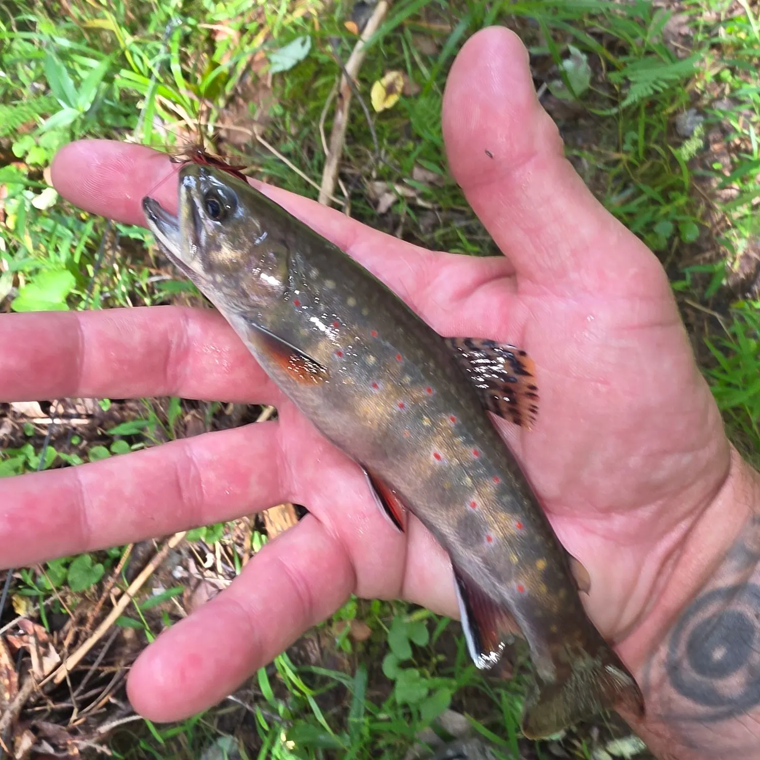 Brook trout caught on Fishbrain