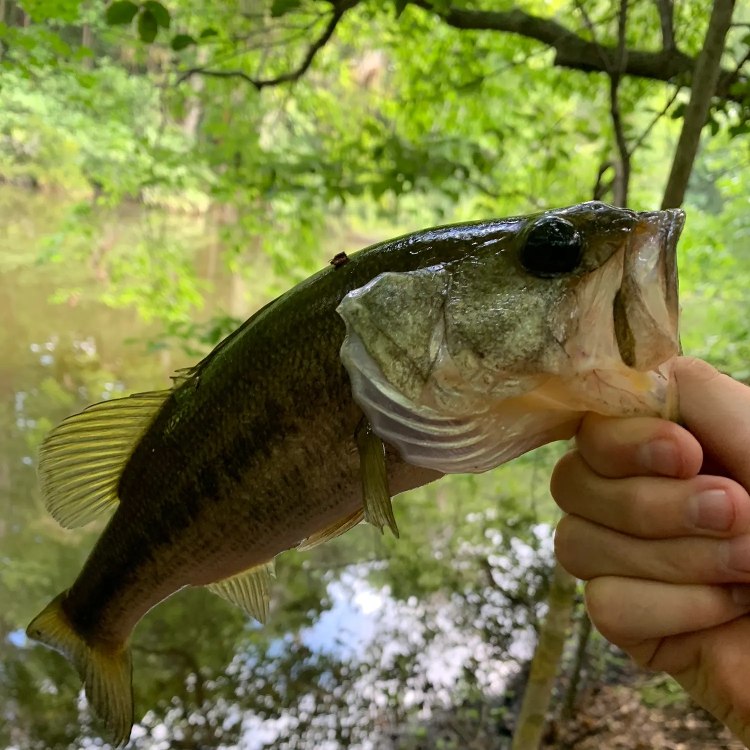 Largemouth bass caught on Fishbrain
