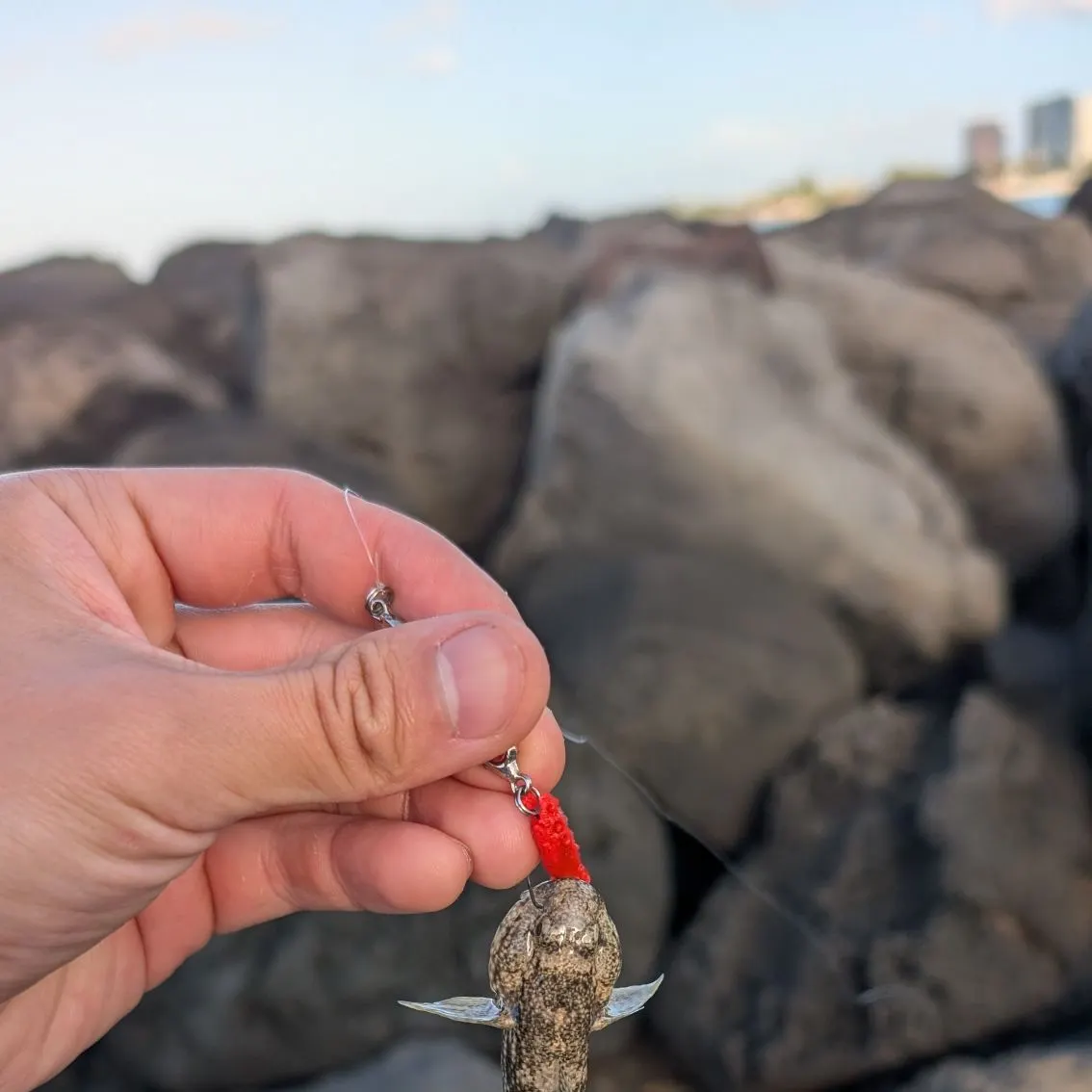 Common goby caught on Fishbrain