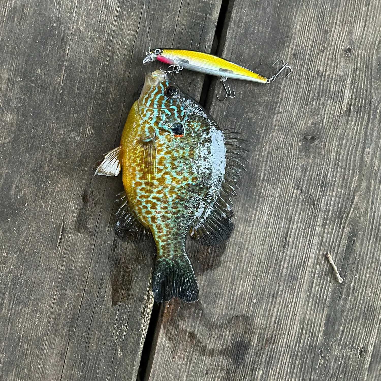 Pumpkinseed caught on Fishbrain