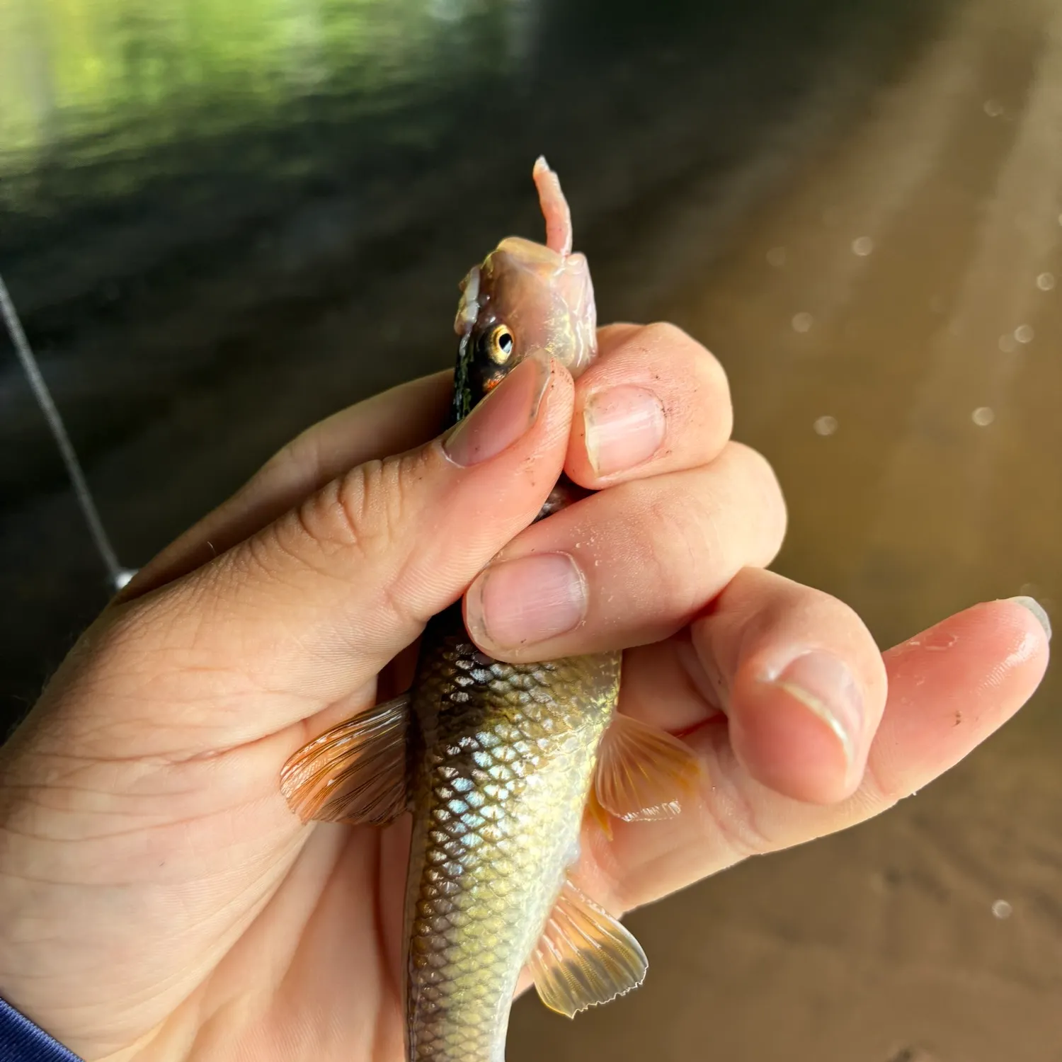 The most recent Hornyhead chub catches on Fishbrain