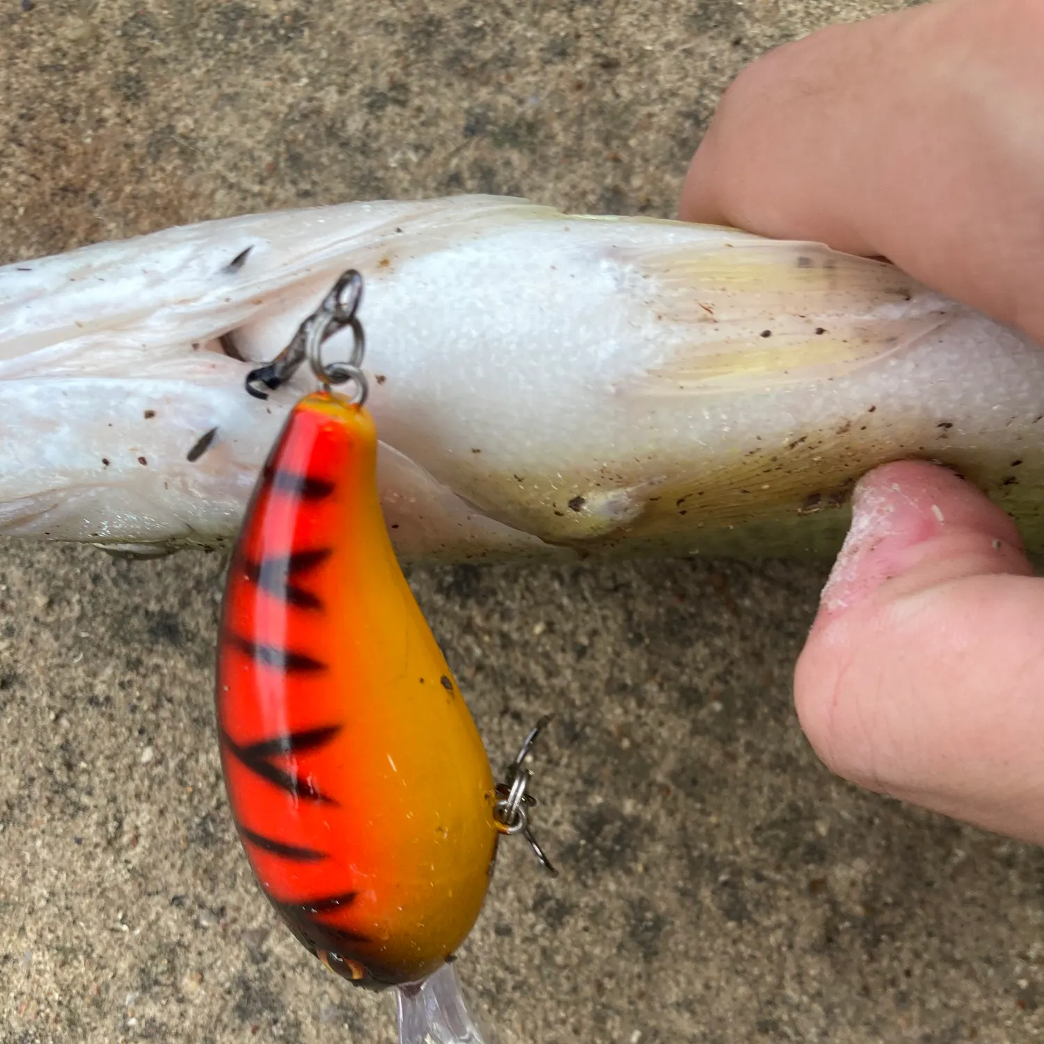 Largemouth bass caught on Fishbrain