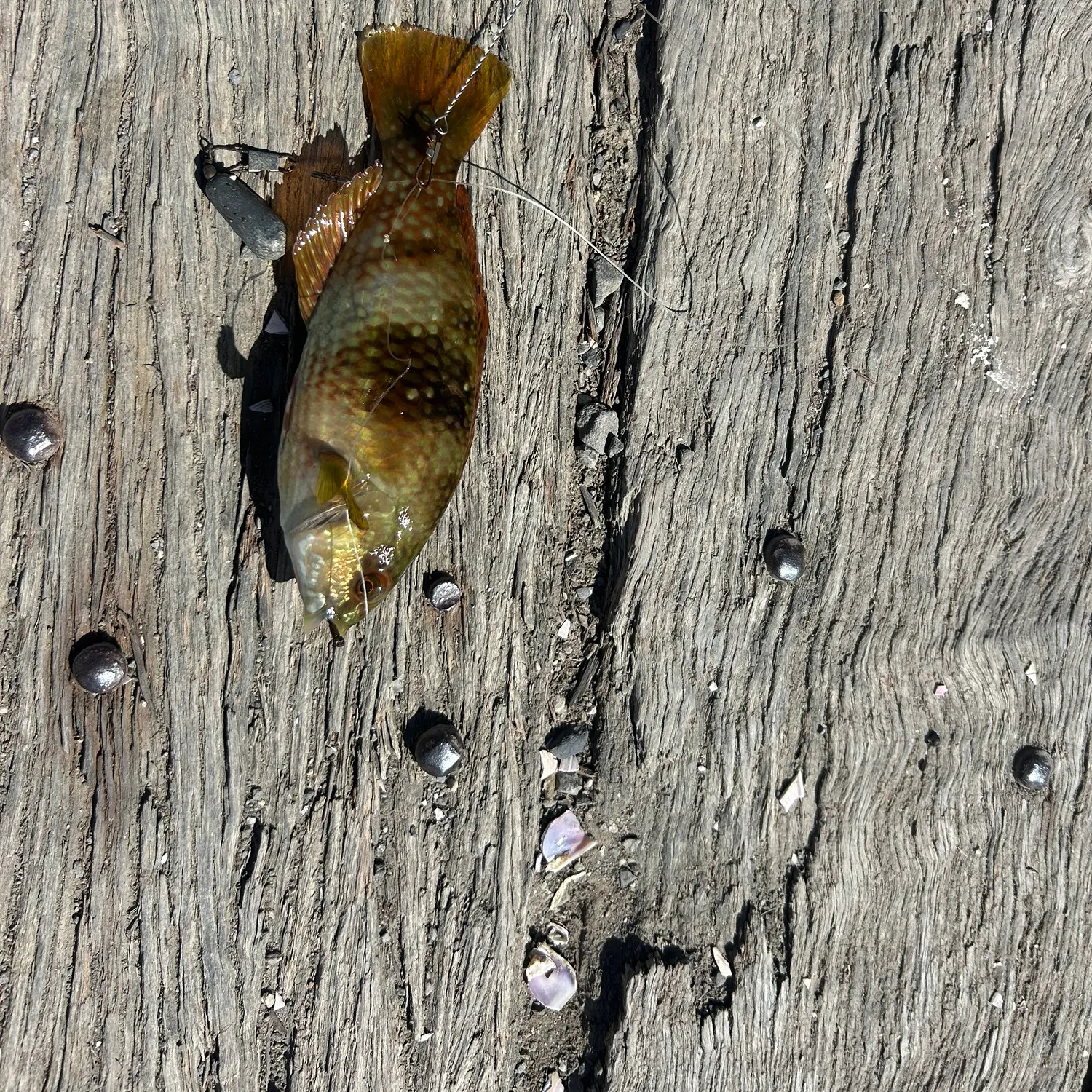 The most recent Banded sweep catches on Fishbrain