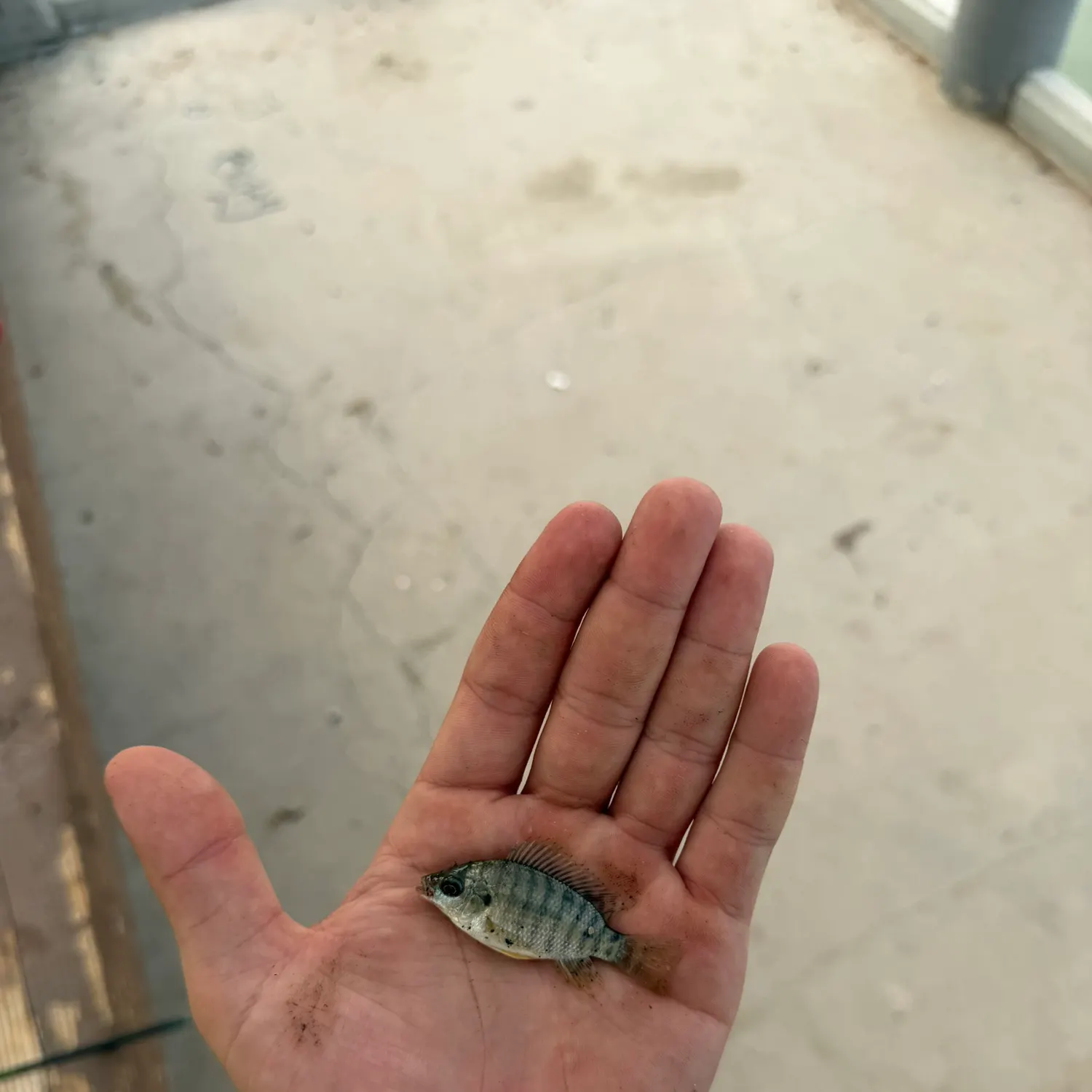Nile tilapia caught on Fishbrain