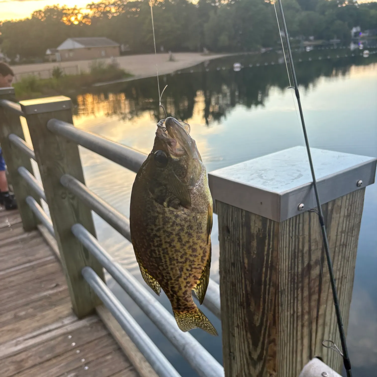 Black crappie caught on Fishbrain
