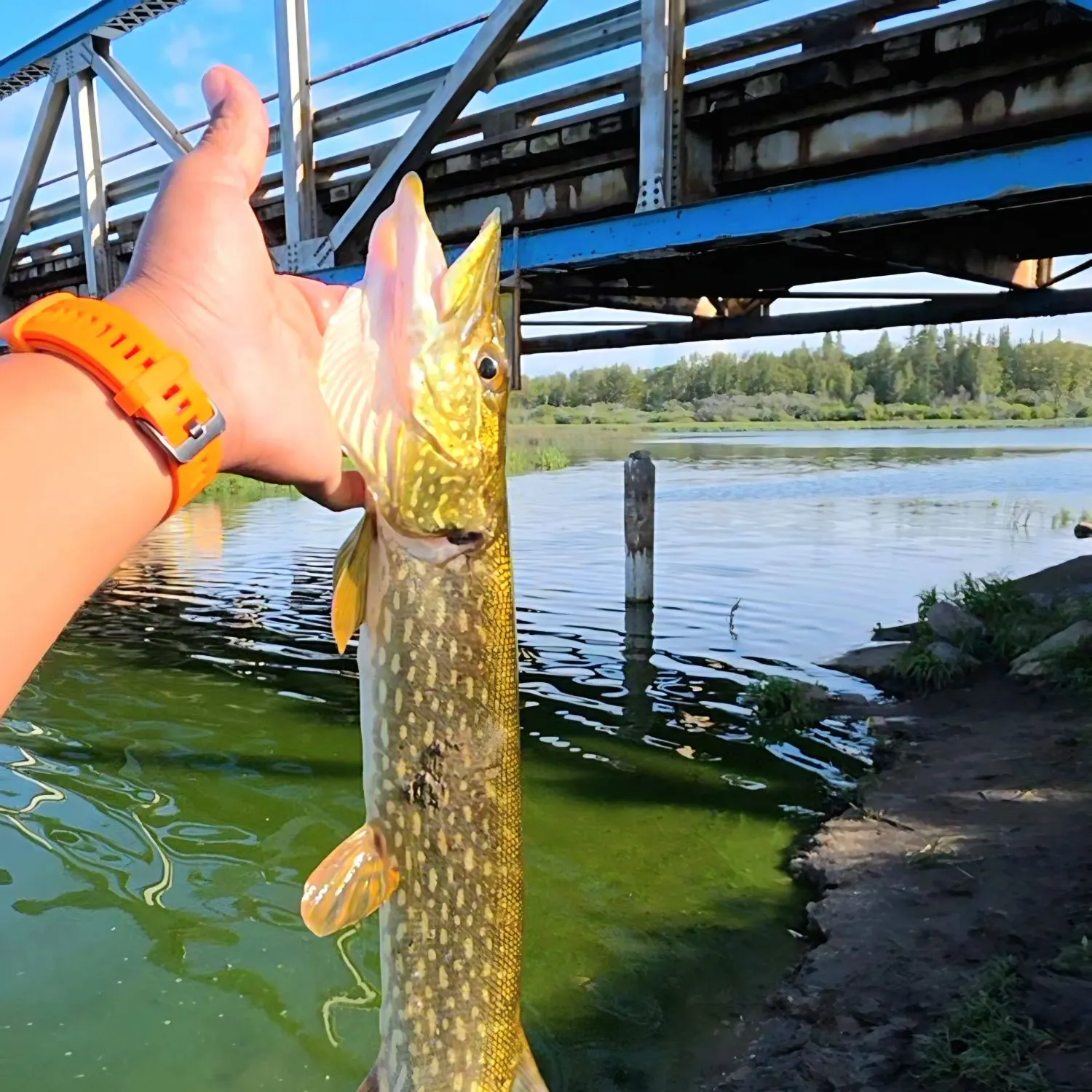 Northern pike caught on Fishbrain