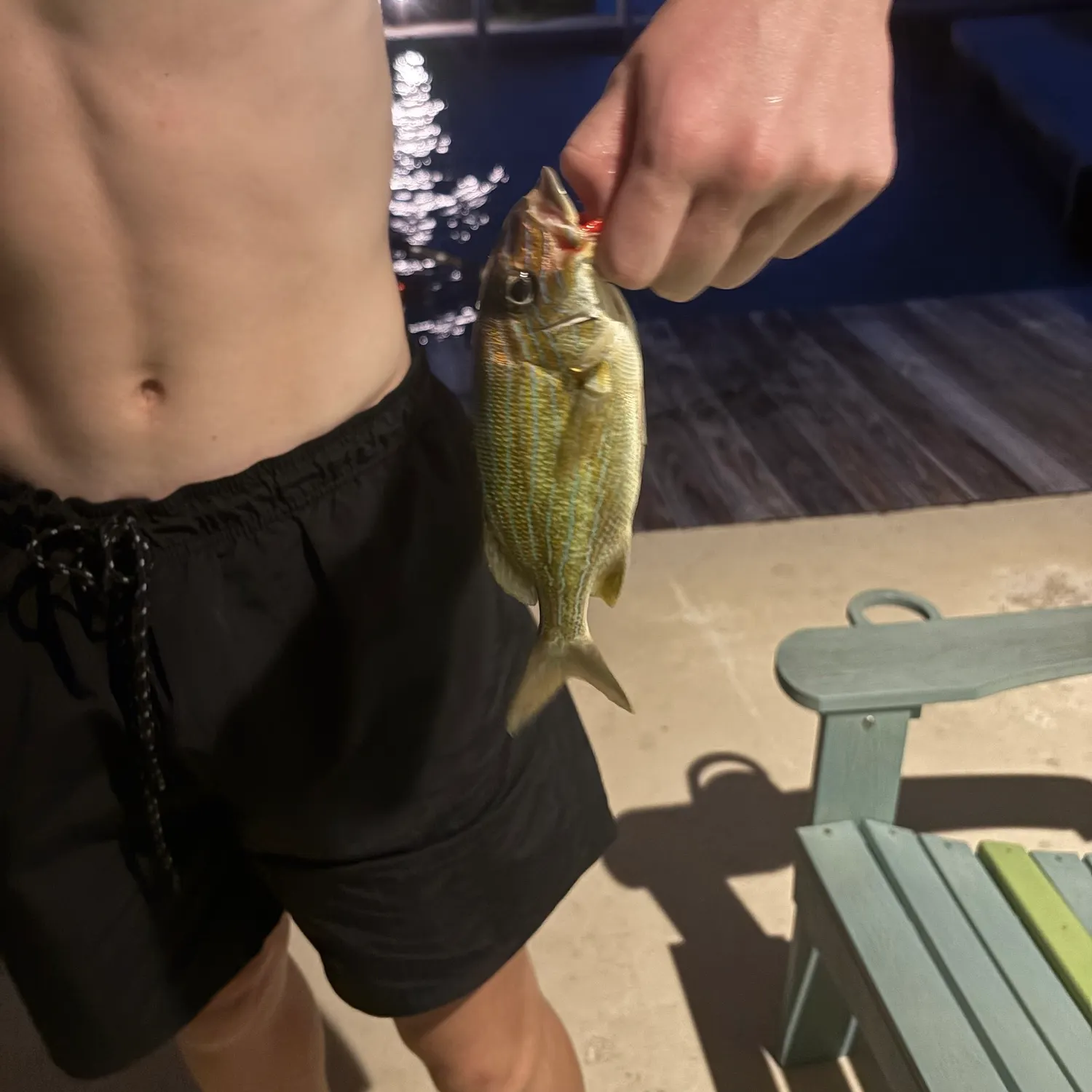 Bluestriped grunt caught on Fishbrain