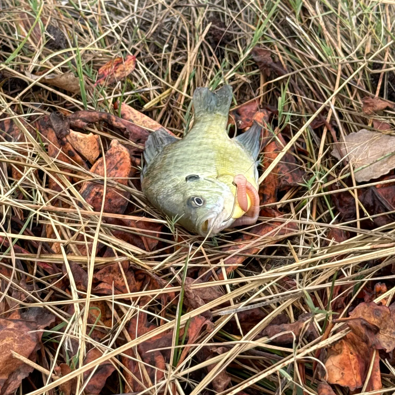 Bluegill caught on Fishbrain