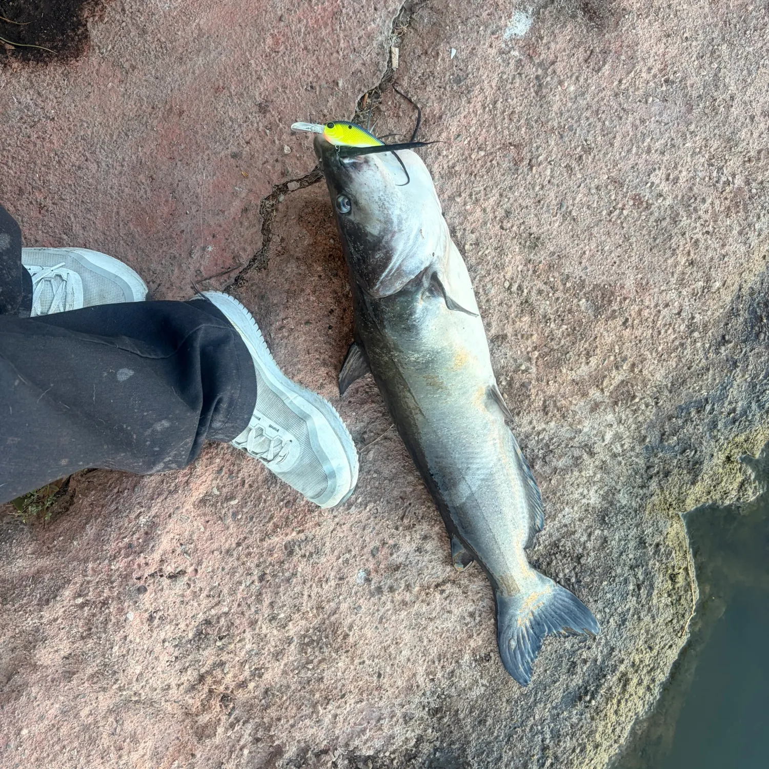 Channel catfish caught on Fishbrain