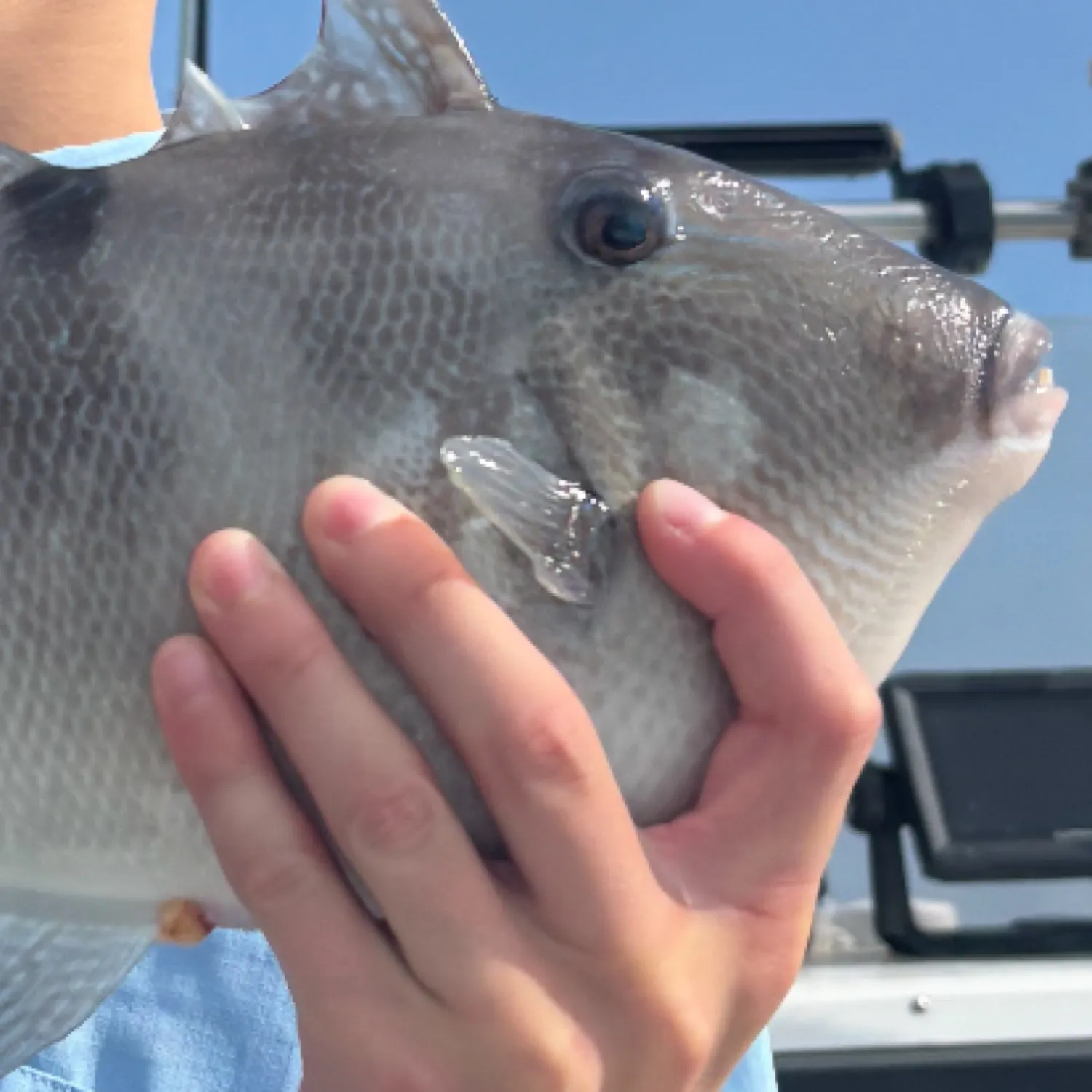 The most recent Grey triggerfish catches on Fishbrain
