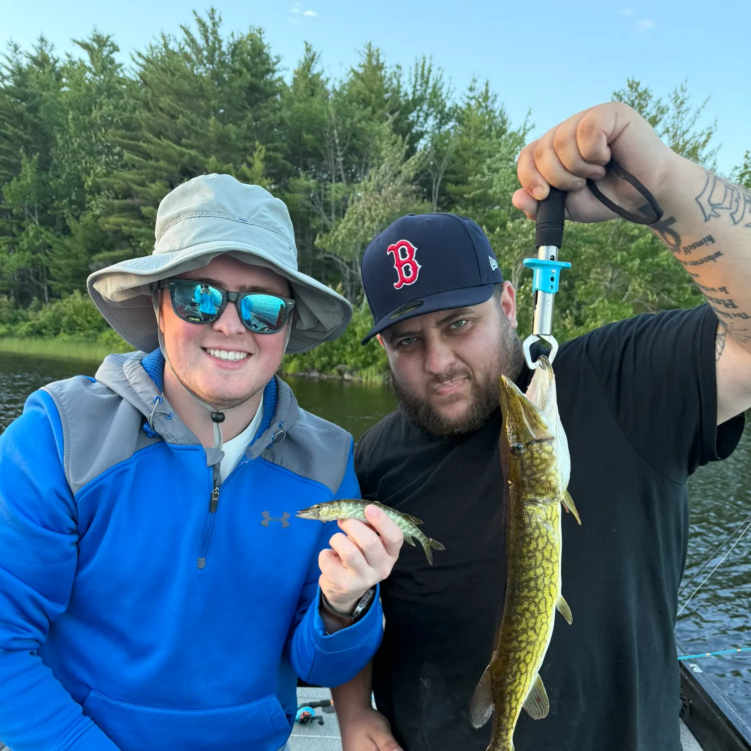 Chain pickerel caught on Fishbrain