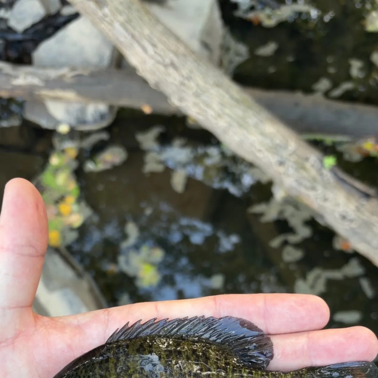 Bluegill caught on Fishbrain